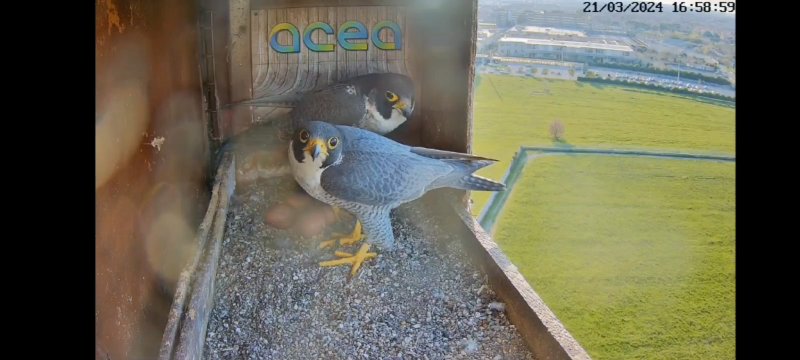 Guarda sempre verso il balcone, fa versi e si mette davanti ad Amelia