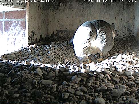 Webcam_Nest (2).jpg