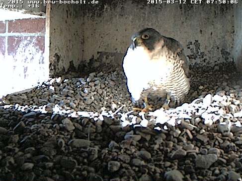 Webcam_Nest (3).jpg