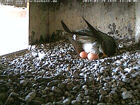 Webcam_Nest (13).jpg