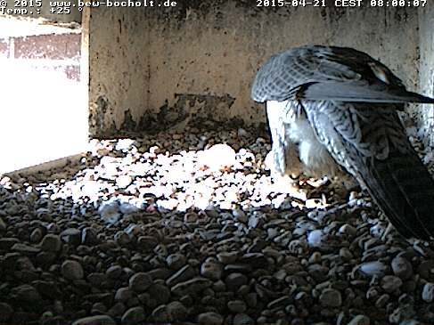 Webcam_Nest (17).jpg