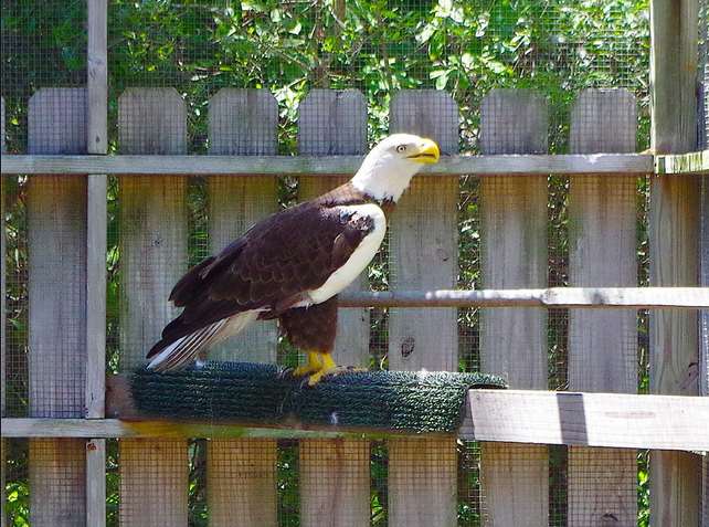 Ozzie in small flight enclosure. His tailguard has been removed..jpg