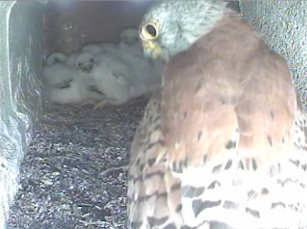 Ogni mattina è il giovane maschio visita il nido.