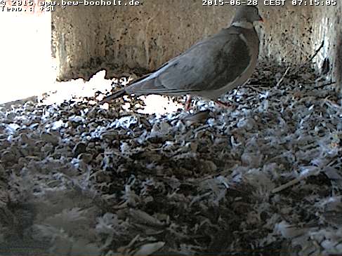 Webcam_Nest (1).jpg