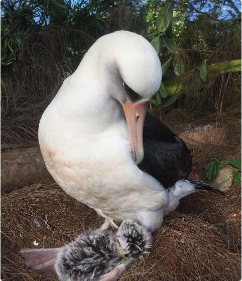 Nest 4, Kialoa and Ikaika.jpg