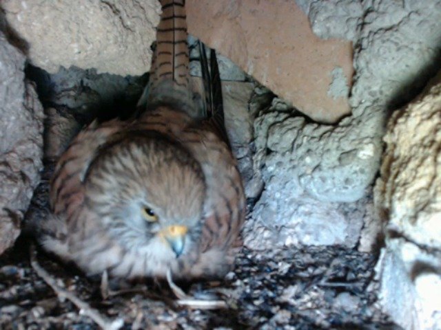 birdcam_4-5-2019-18-20.jpg