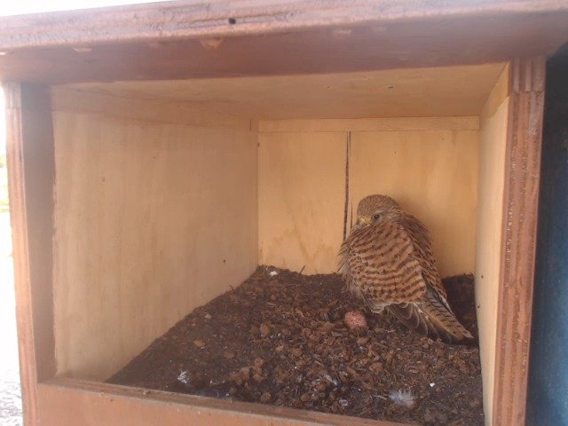 birdcam_6-5-2019-7-3.jpg