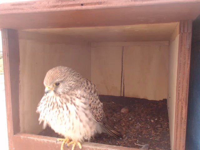 birdcam_9-5-2019-6-45.jpg