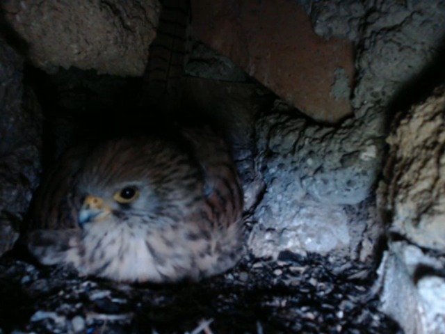 birdcam_9-5-2019-7-9.jpg