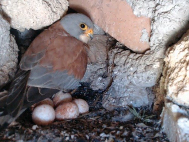 birdcam_9-5-2019-16-29.jpg