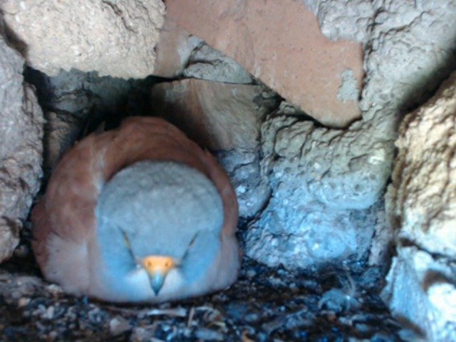 birdcam_10-5-2019-15-38.jpg