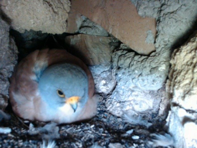 birdcam_14-5-2019-10-7.jpg