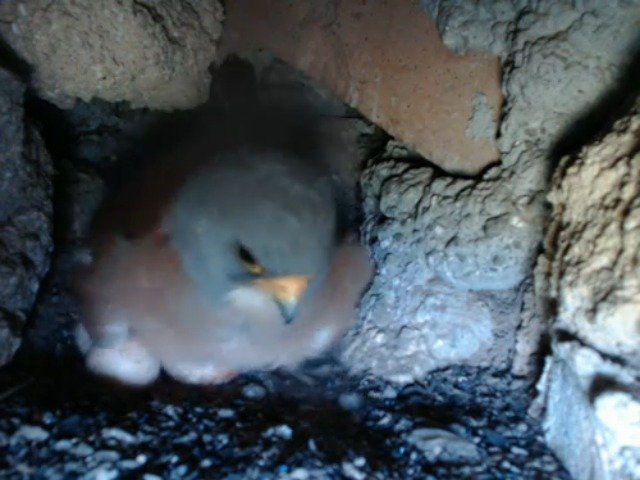 birdcam_29-5-2019-7-35.jpg