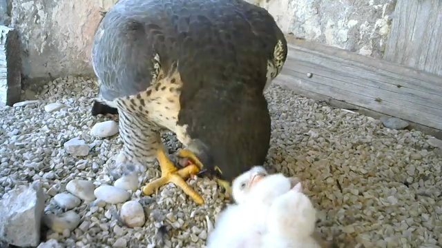 Screenshotter--PeregrineFalconNestAloaBriciolaLiveonBirdcam-780’08”.jpg