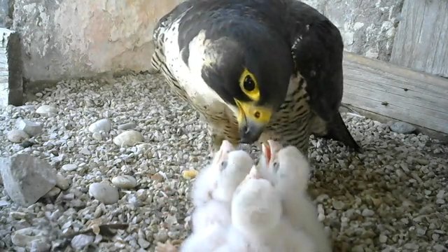 Screenshotter--PeregrineFalconNestAloaBriciolaLiveonBirdcam-780’39”.jpg