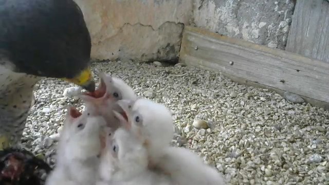 Screenshotter--PeregrineFalconNestAloaBriciolaLiveonBirdcam-780’24”.jpg