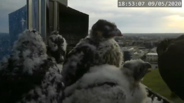 Screenshotter--PeregrineFalconNestAlexVergineLiveonBirdcam-780’17” (3).jpg