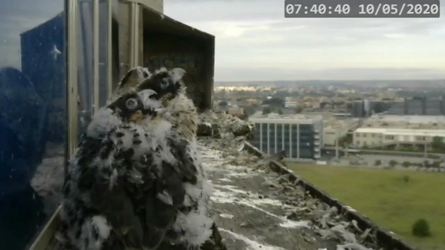 Screenshotter--PeregrineFalconNestAlexVergineLiveonBirdcam-780’05”.jpg