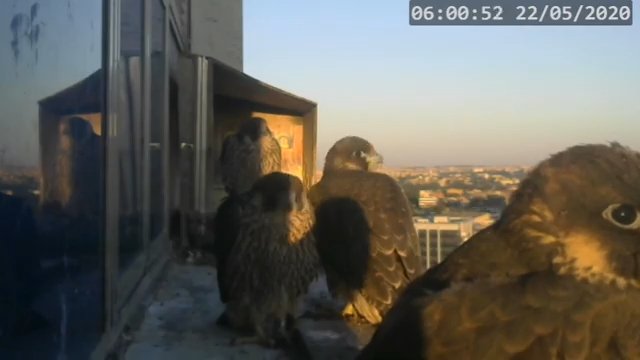 Screenshotter--PeregrineFalconNestAlexVergineLiveonBirdcam-780’11”.jpg