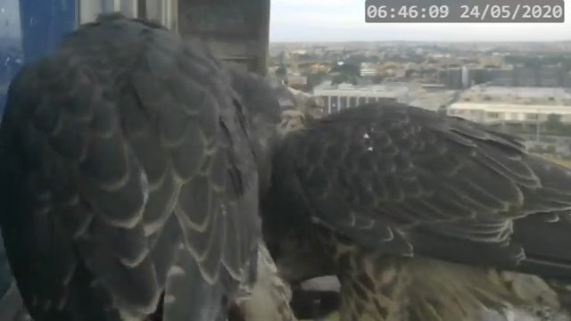 Screenshotter--PeregrineFalconNestAlexVergineLiveonBirdcam-785’46”.jpg