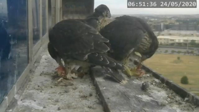 Screenshotter--PeregrineFalconNestAlexVergineLiveonBirdcam-780’03” (1).jpg