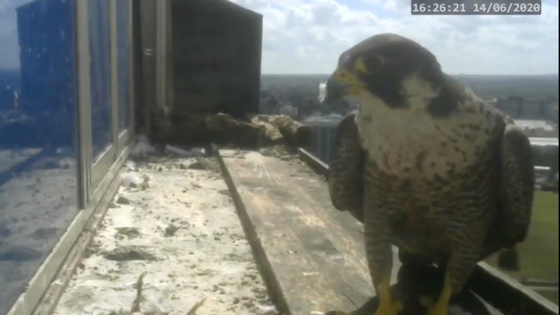 Screenshotter--PeregrineFalconNestAlexVergineLiveonBirdcam-806’11”.jpg