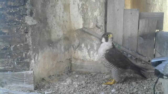 Screenshotter--PeregrineFalconNestAloaBriciolaLiveonBirdcam-783’15”.jpg