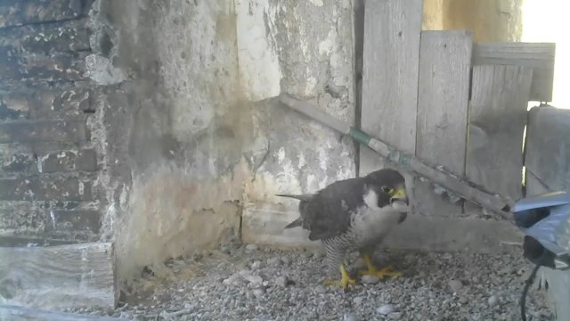 Screenshotter--PeregrineFalconNestAloaBriciolaLiveonBirdcam-736’50”.jpg