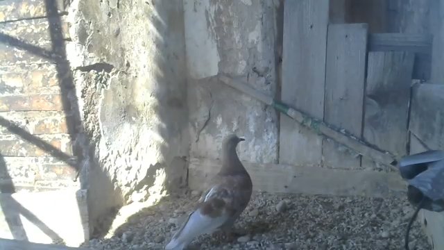 Screenshotter--YouTube-PeregrineFalconNest-AloaBriciolaLiveonBirdcam-780’18”.jpg