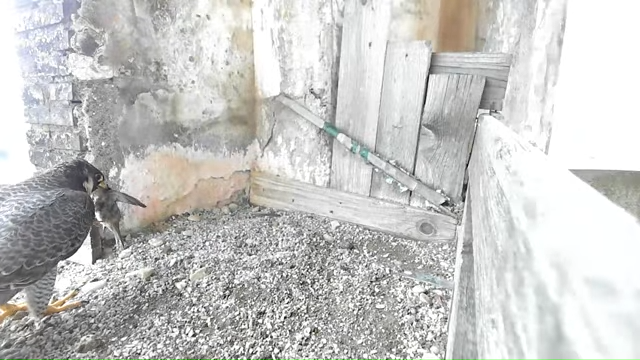 Birdcam.it - Peregrine Falcons Aloa & Briciola 2-2-11 screenshot.png