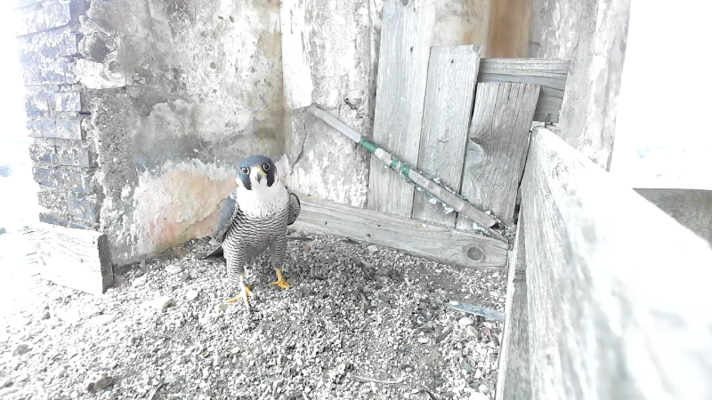 Birdcam.it - Peregrine Falcons Aloa & Briciola 2-16-15 screenshot.png