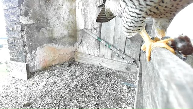 Screenshotter--YouTube-Birdcamit-PeregrineFalconsAloaBriciola-209’55”.jpg