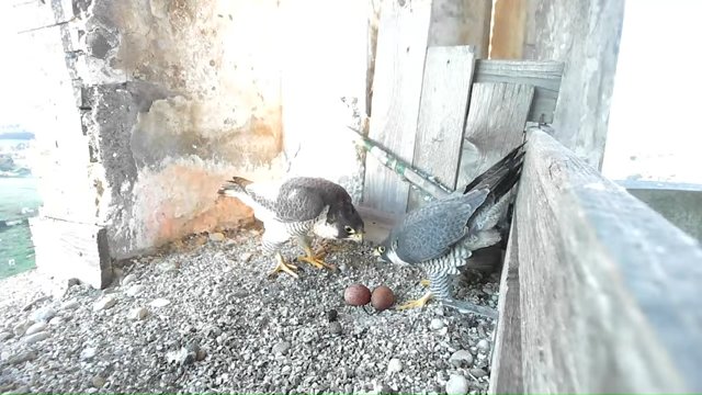 Screenshotter--YouTube-Birdcamit-PeregrineFalconsAloaBriciola-780’03”.jpg