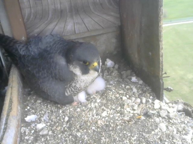 birdcam_10-4-2021-7-46.jpg