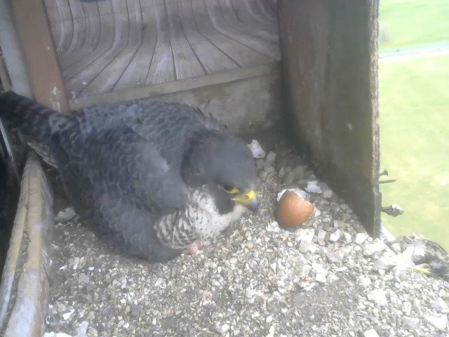 birdcam_11-4-2021-7-31.jpg