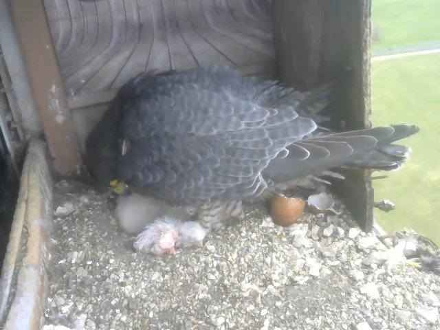 birdcam_11-4-2021-8-25.jpg