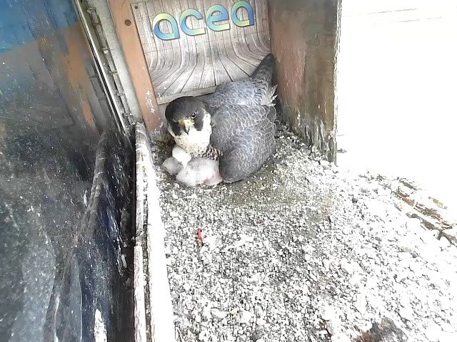 birdcam_17-4-2021-14-39.jpg