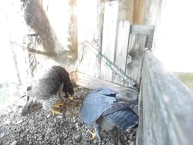 birdcam_19-4-2021-7-25.jpg