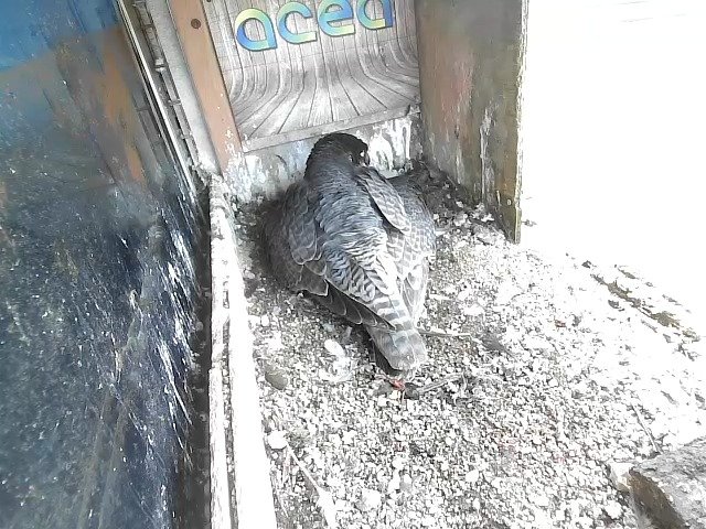 birdcam_20-4-2021-16-20.jpg