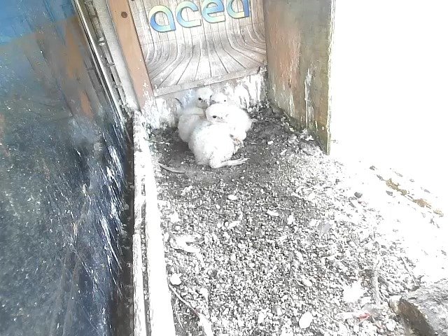 birdcam_20-4-2021-16-57.jpg