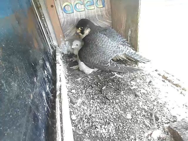 birdcam_20-4-2021-17-15.jpg