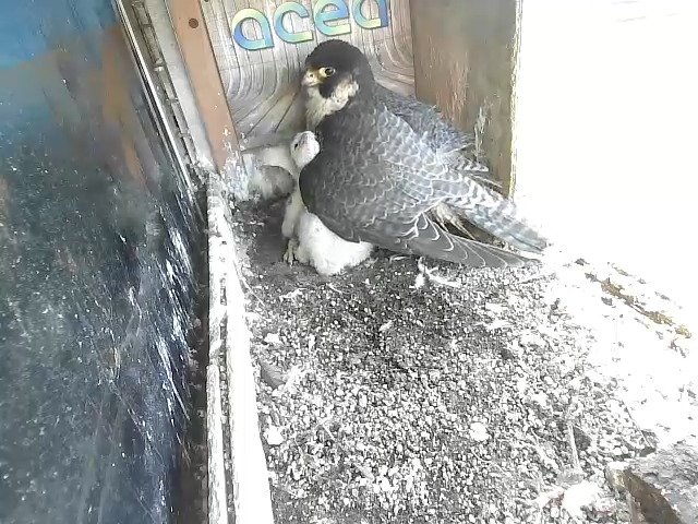 birdcam_20-4-2021-17-15 (2).jpg