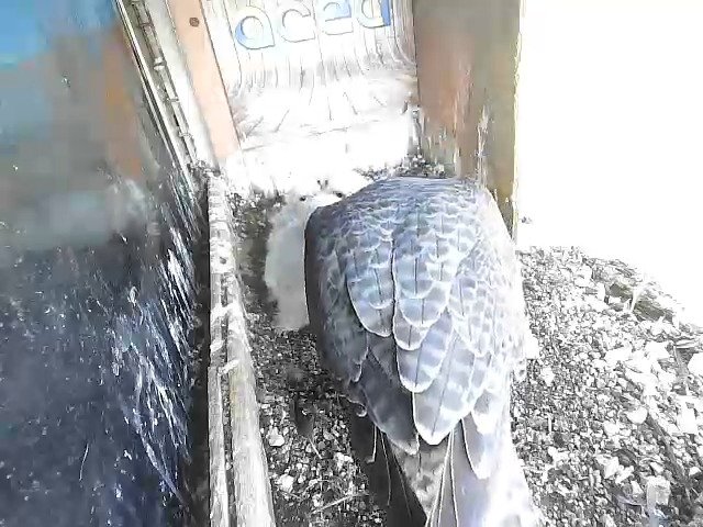 birdcam_21-4-2021-8-22 (1).jpg