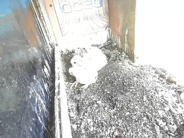 birdcam_21-4-2021-8-27.jpg