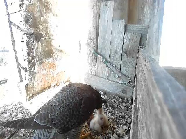 birdcam_23-4-2021-8-13.jpg