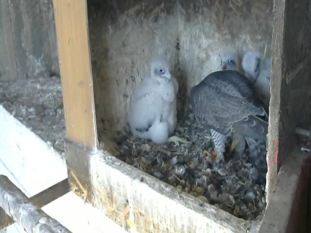 birdcam_24-4-2021-16-7.jpg