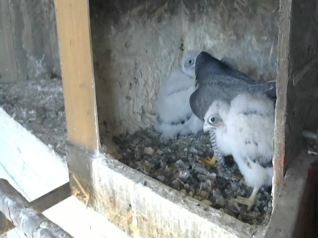 birdcam_24-4-2021-16-8.jpg