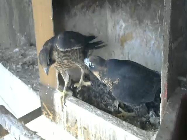 birdcam_13-5-2021-16-21.jpg