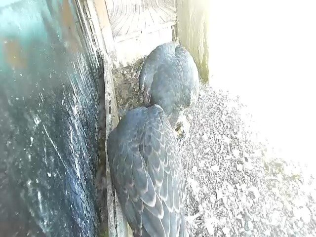 birdcam_22-5-2021-7-23.jpg