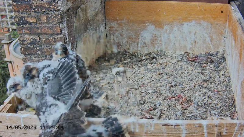 Birdcam.it - Live Peregrine Falcons Nest Albangel & Velia 12-51-56 screenshot.png